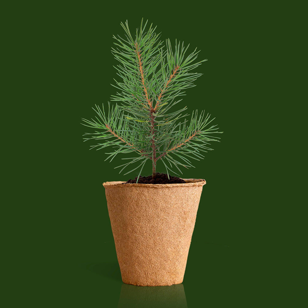 Kit Albero di Natale