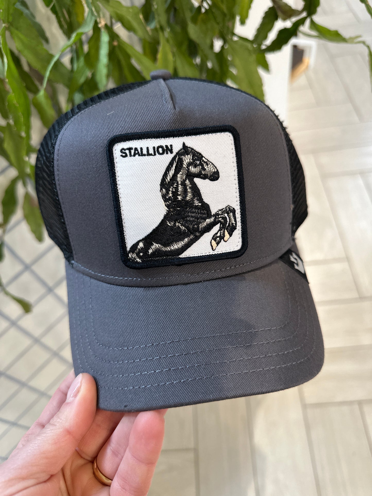 Cappello - Stallion